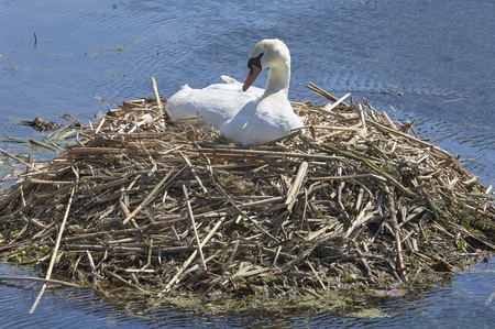 Finger Lakes, New York. Mute Swan nesting on large twig nestの写真素材
