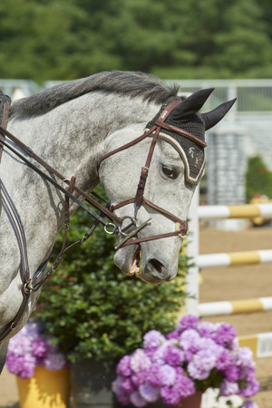 2018 Hunter/Jumper Classic at Cleveland Metro Parks polo field in Moreland Hills, Ohio USAの写真素材