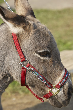 Donkey at Geauga County Fair at hitching postの写真素材