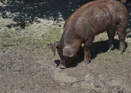 brown pig inspecting muddy pasture