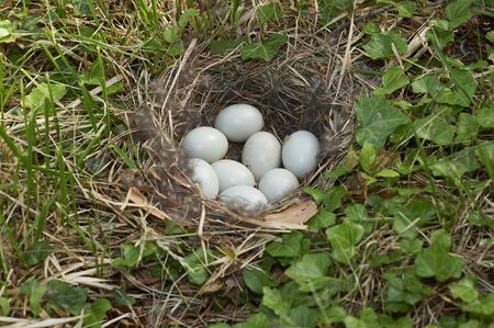 nest of bird eggs before hatching