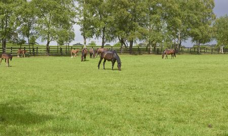 Ireland Trip (May 19-29, 2019) Irish National Stud & Gardens. Kildare Village, County Kildare, Irelandの写真素材