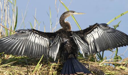 Anhinga (bird) drying wings after divingの写真素材
