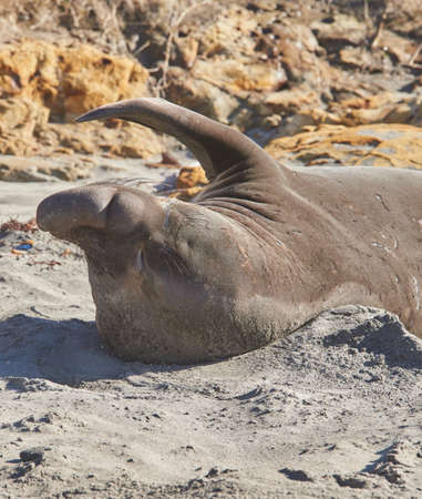 northern elephant seal resting on beach(M. Angustirostris)の写真素材