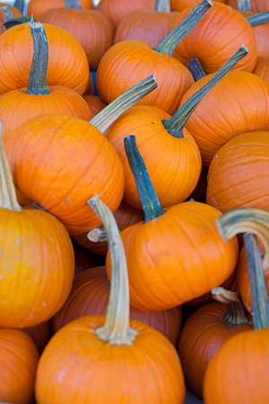 Autumn/Fall Holiday Display & Harvest. pile of orange pumpkins with prominent stalks