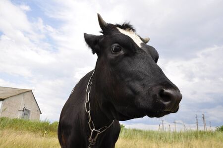 The portrait of the big black cow on the farm in Ukraineの写真素材