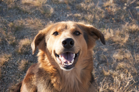 The dog's face in close-up photographyの写真素材