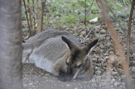 Sleeping kangaroo on the groundの写真素材
