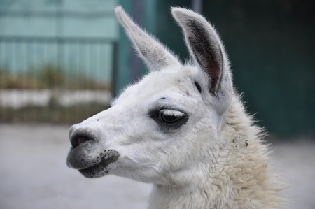 Face Lama in macro photographyの写真素材