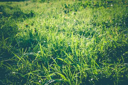 Green grass field in macro in the summer parkの写真素材