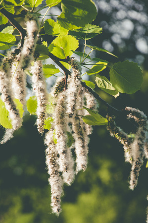 Blooming tree in the spring park at the sunset. Detail blooming plantの写真素材