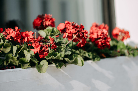 Red blossom flowers in the box near the windowの写真素材