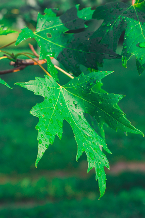 Drops in macro on the green leafの写真素材
