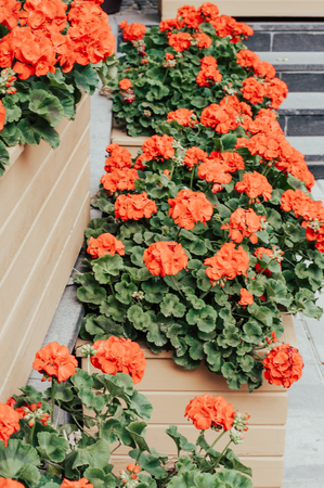 Red flowers near the cafe in the box on balcony. Restaurant exterior