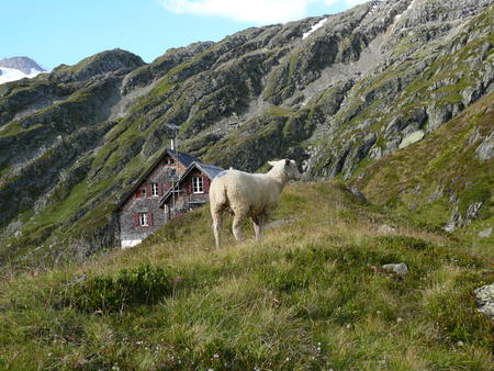 Sheep on alpine glacier mountainsの写真素材