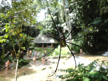 tropical spider, thailandの写真素材