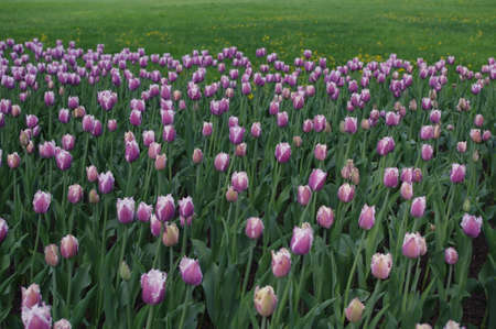 Stock Photo - pink tulip in flower fieldの写真素材