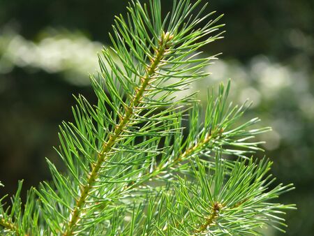 Stock Photo - Coniferous forest. Background with bright spruce branches.
