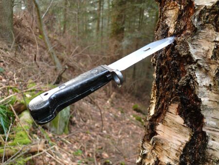 Birch sap drips on a knifeの写真素材