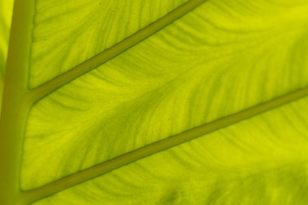 a backlit fresh green palm leaf, ckose upの写真素材