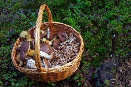 fresh picked edible forest mushrooms in a basketの写真素材
