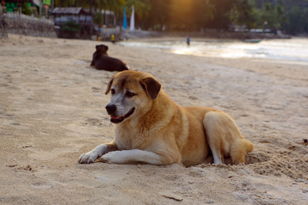 two dogs lay on the beach watching the summer vacationの写真素材