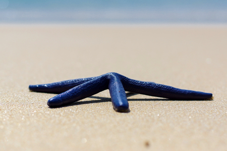 Blue starfish on the white sand in Thailandの写真素材