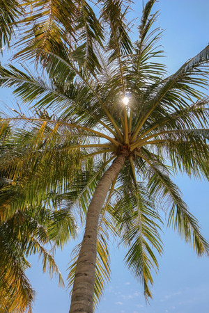 a palm tree and shining sun over bright sky backgroundの写真素材