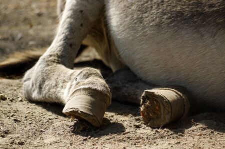 a grey Donkey lying on the groundの写真素材