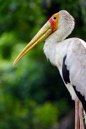 a white stork sitting on bridge railings ciconia at rainy day. stork.の写真素材