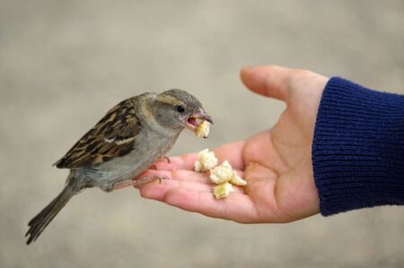 a sparrow bird eating bread from outstretched handの写真素材