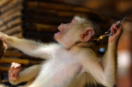 a young brown macaca monkey in Chains. Thailandの写真素材