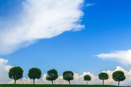 a Row of trees under the gloomy sky. seven tree in a lineの写真素材