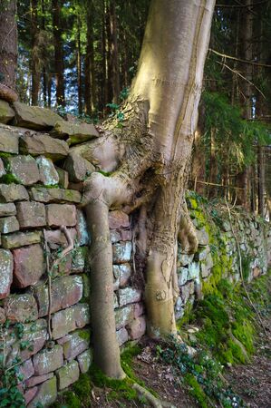 a ancient brick wall with growing down root. Tree roots growing on aged stone wallsの写真素材