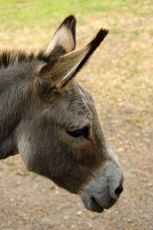 a donkey potrait closeup from the sideの写真素材