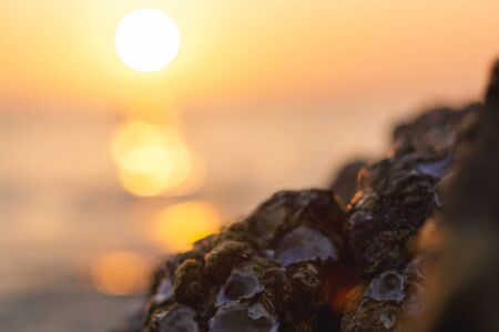 a blur colorful sunset background with shell on the rock closeup, abstract natureの写真素材