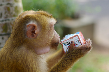 A lonely male long-tail mountain monkey drinking juice from a package, closeup. macaca monkey in Thailandの写真素材
