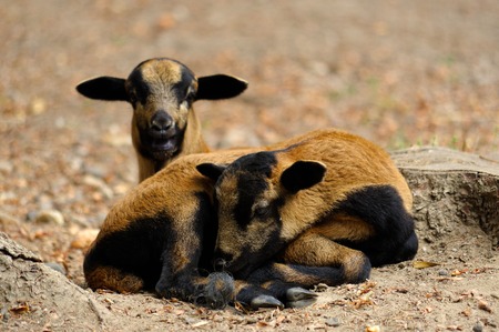 two brown goats grazing in a field, sheepの写真素材