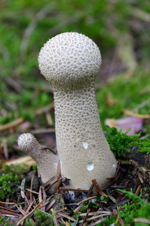 Lycoperdon marginatum mushroom growing in forest ground. known as the peeling puffball