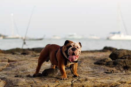 English Bulldog, standing on some rocks at the seasideの写真素材