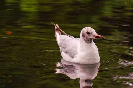One white duck swim in pond. Still float action. Water with dark shadow and white reflection.の写真素材