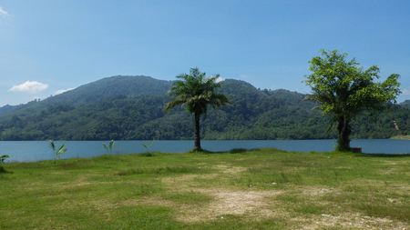 Palms or trees on a lake with hills in backgroundの写真素材