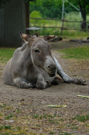 a grey Donkey lying on the groundの写真素材