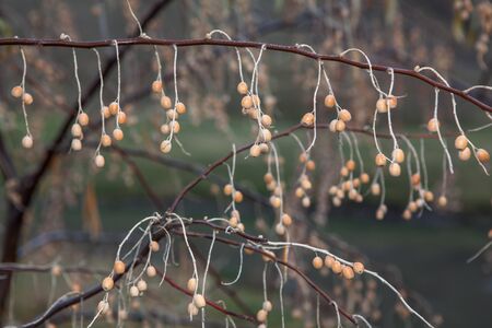 Elaeagnus angustifolia tree with  fruits