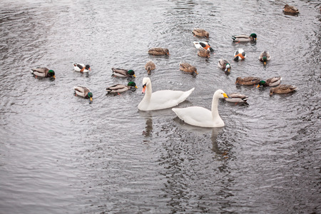 swans and ducks in the pond
