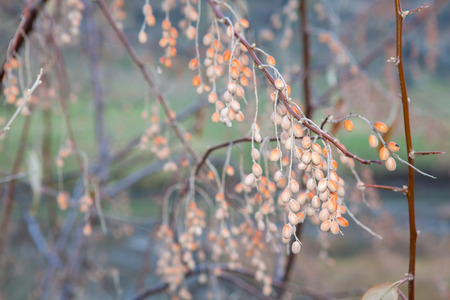 Elaeagnus angustifolia branches
