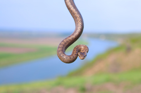 hanging snakeの写真素材