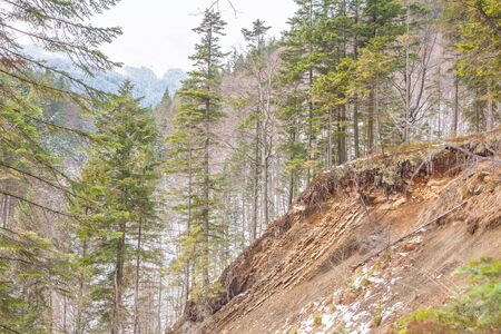 forest and mountain sceneの写真素材
