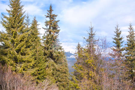fir trees in the mountainの写真素材