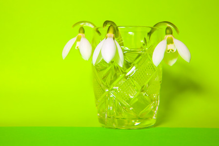 snowdrops in a glassの写真素材